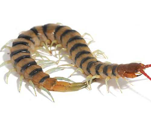 Puran Centipedes insect Bite Clinic Periyakulam Batlagundu