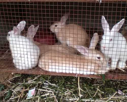 Rabbit Farms Cumbum Chinnamanur